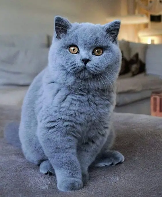 Gato com pelo azul