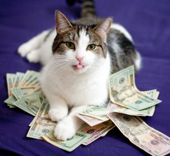 Gato com notas de dinheiro
