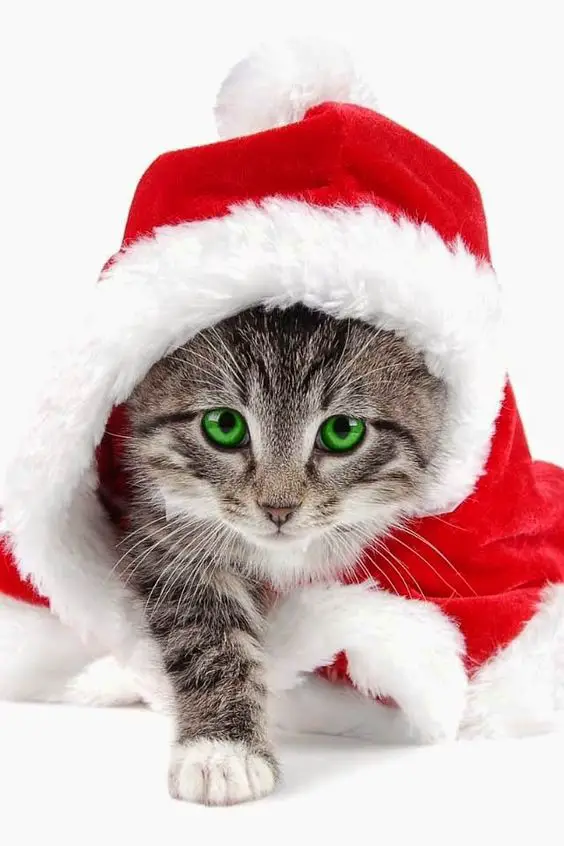 Gato natalino de olhos verdes
