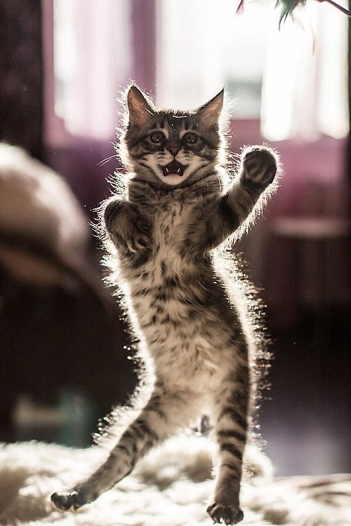 Gato dançando