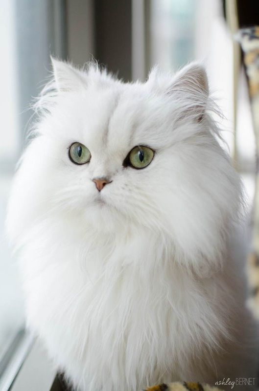 Gato branco e peludo