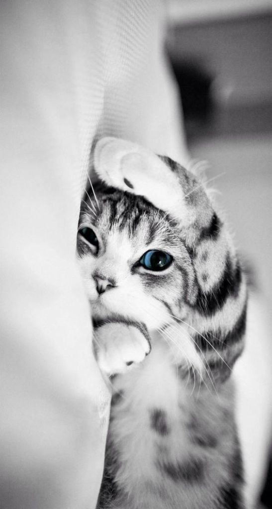 Gato fofo de olho azul