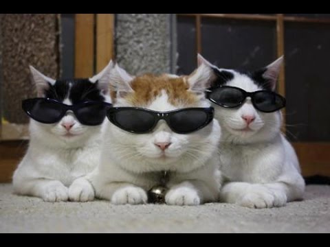 Três gatos com óculos