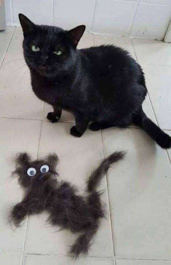 Gato preto e sua cópia de mentira