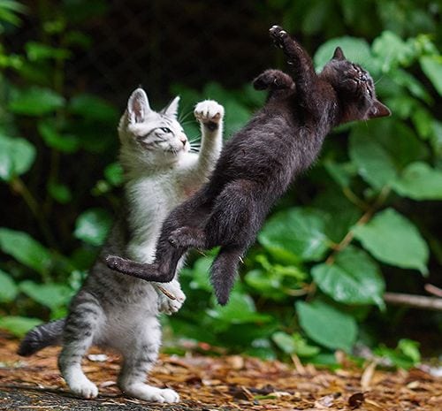 Ilustração de gatos lutando