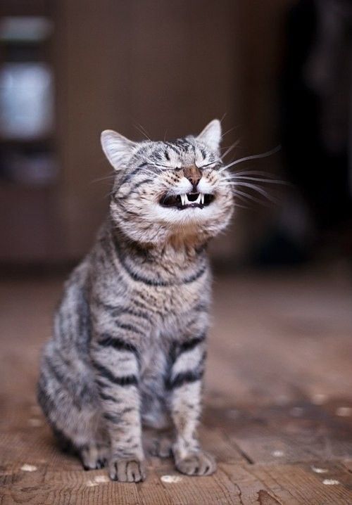 Gato dando risada