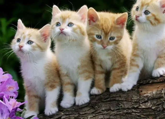 Quatro filhotes de gatos