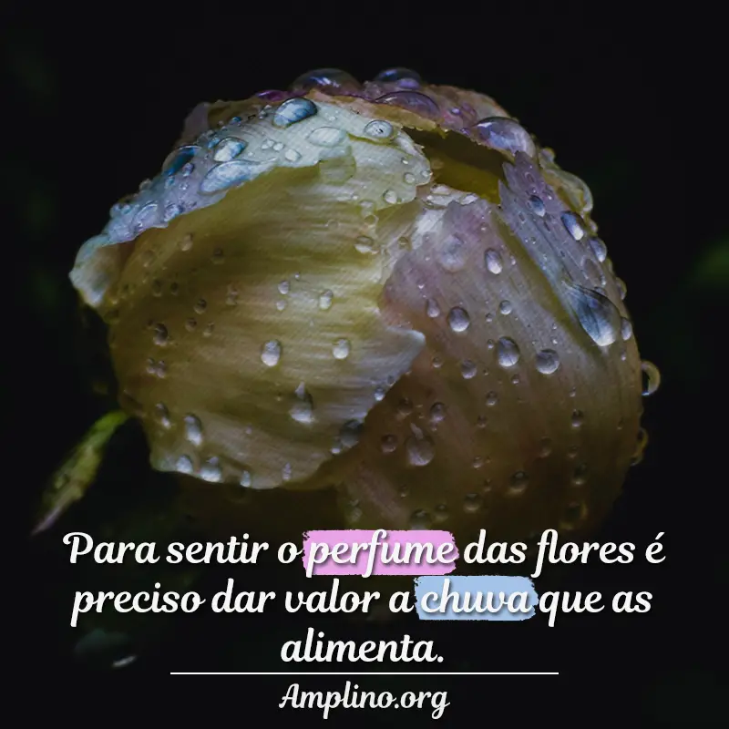 Para sentir o perfume das flores é preciso dar valor a chuva que as alimenta.
