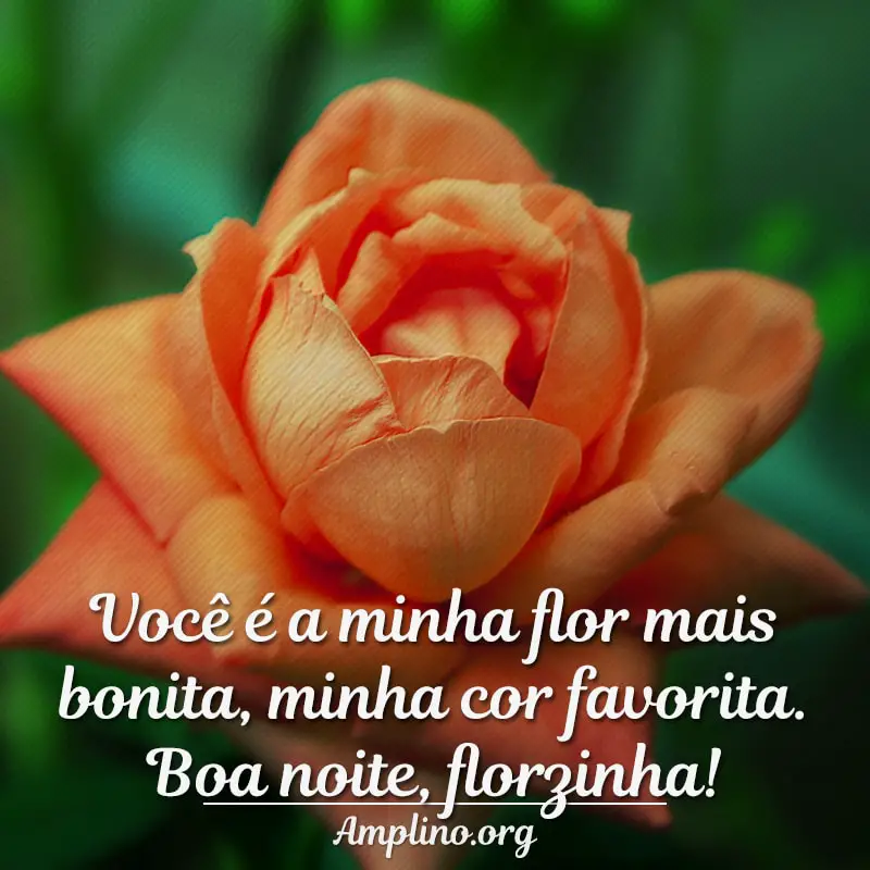 50 Frases de Boa Noite com Flores  - Imagens de Flor